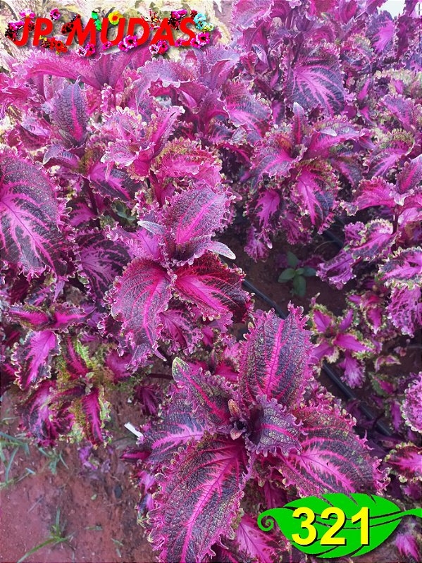 Coleus 321