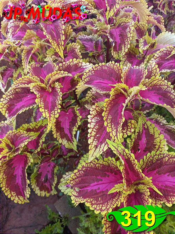 Coleus 319