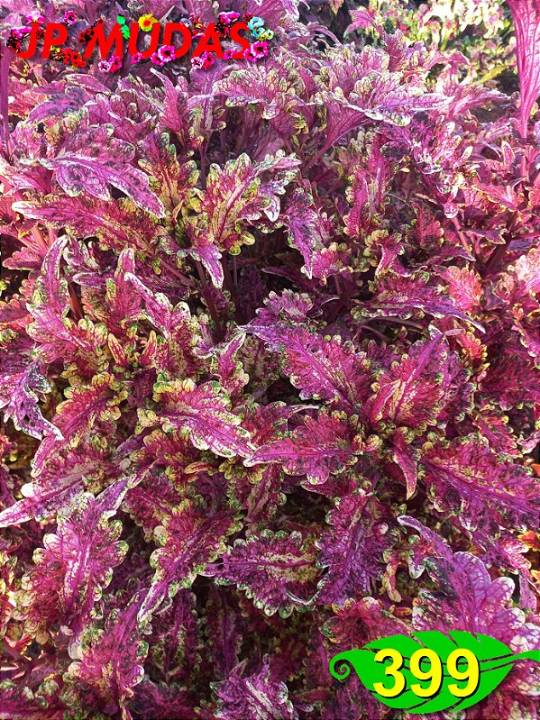 Coleus 399