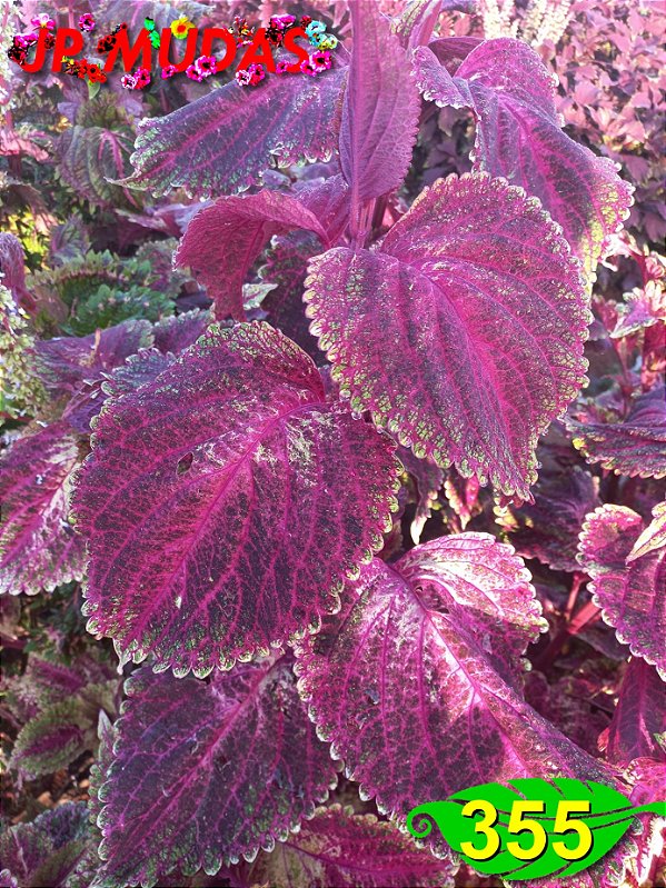 Coleus 355