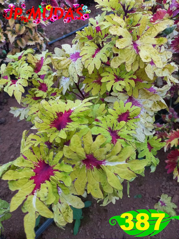 Coleus 387