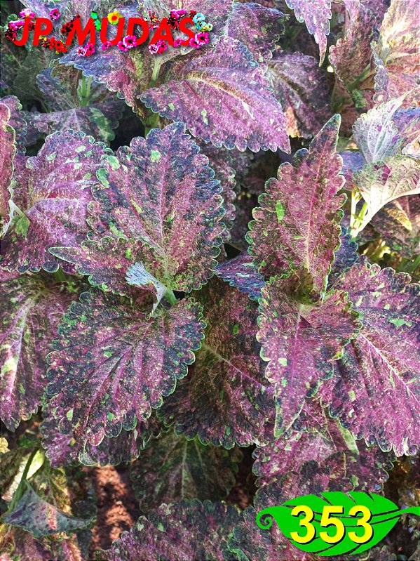 Coleus 353