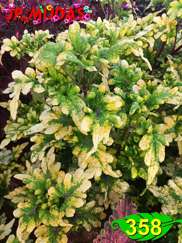 Coleus 358