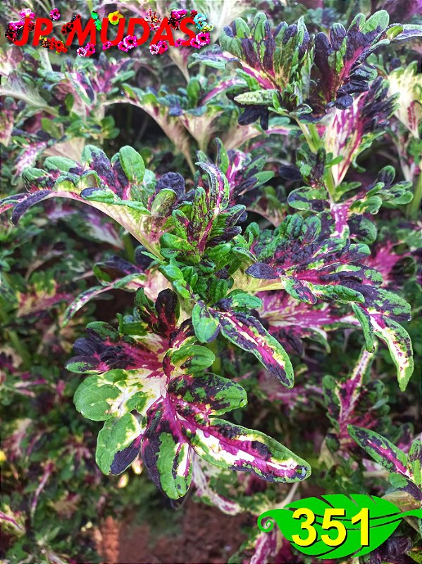 Coleus 351