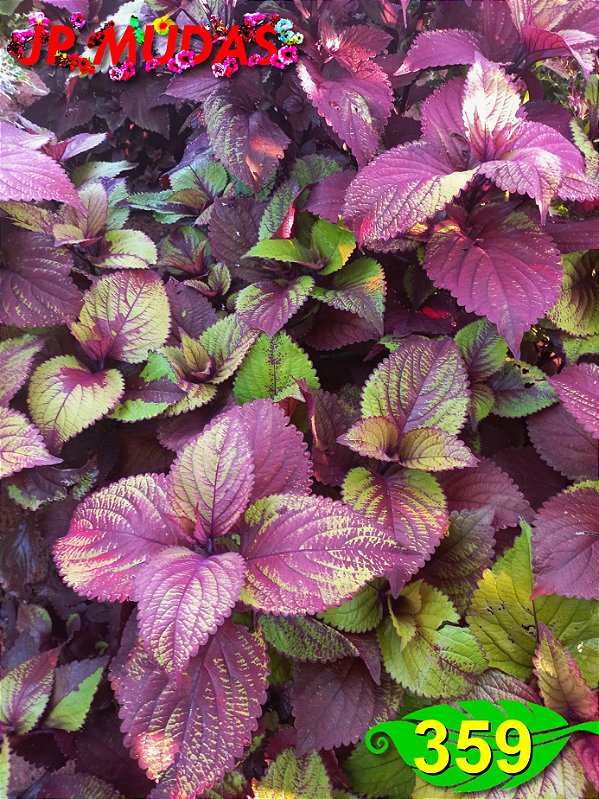 Coleus 359