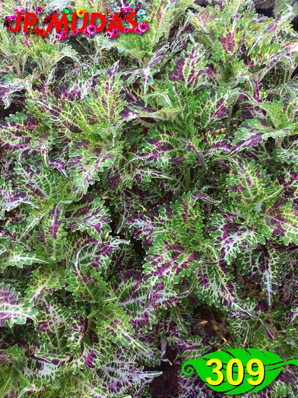 Coleus 309