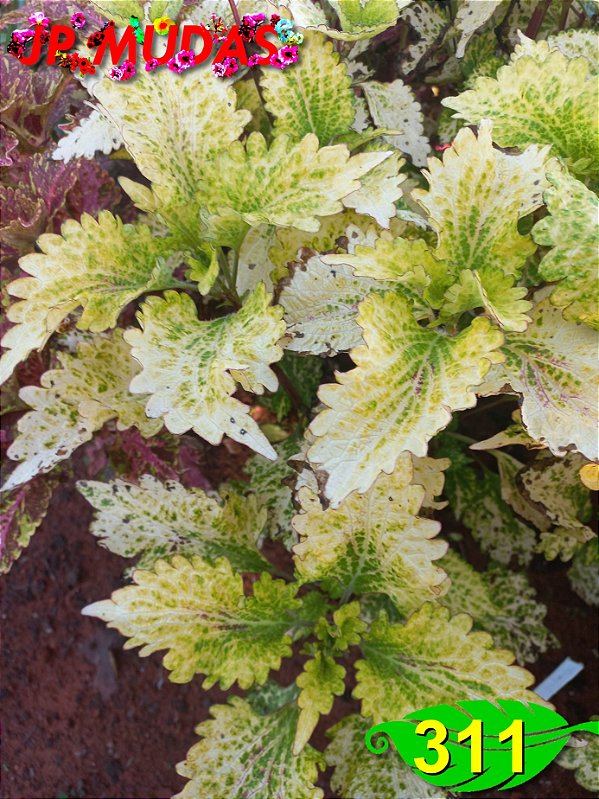 Coleus 311