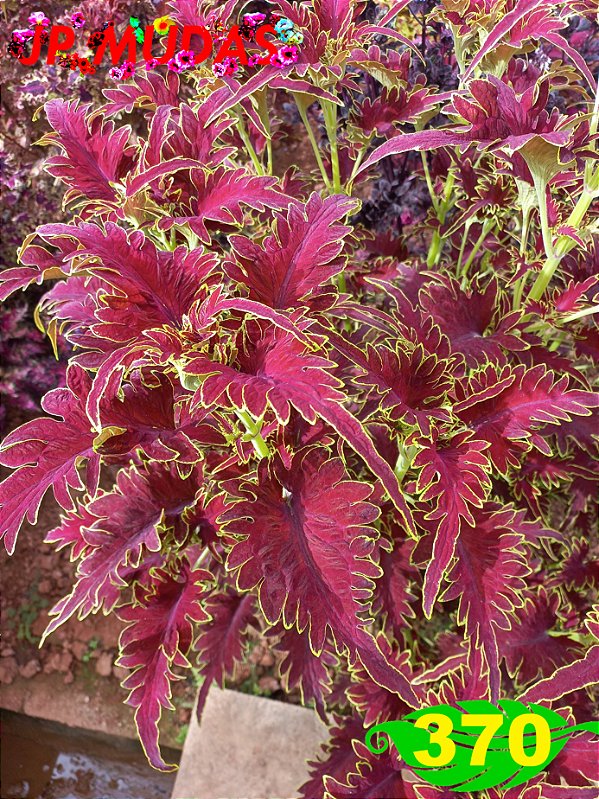 Coleus 370