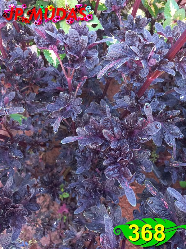 Coleus 368