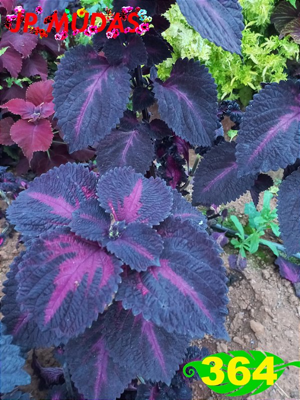 Coleus 364