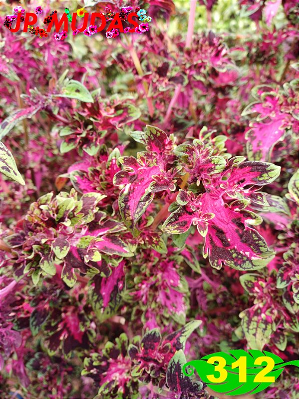 Coleus 312