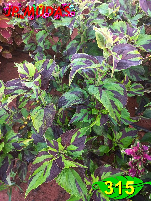 Coleus 315
