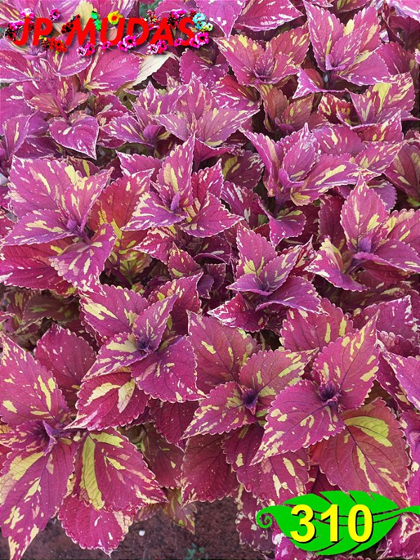 Coleus 310
