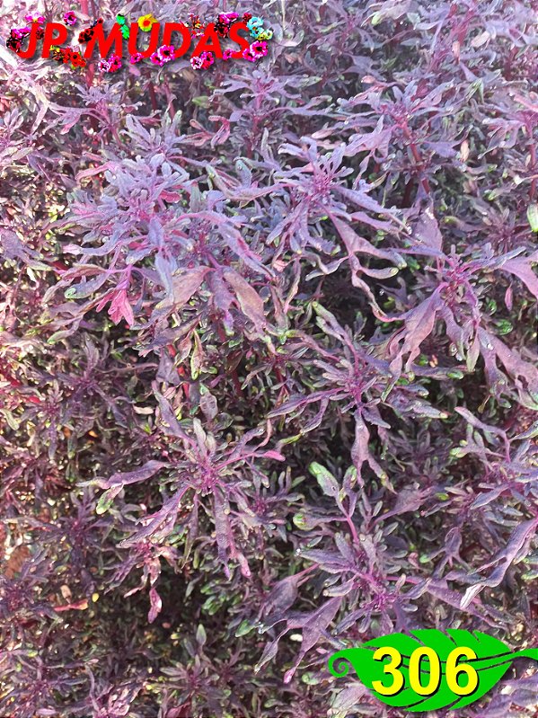 Coleus 306