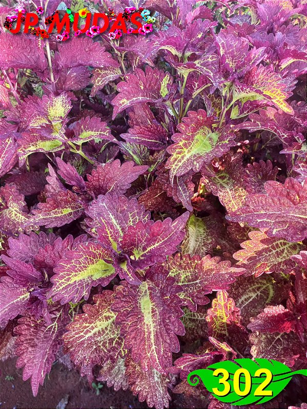 Coleus 302