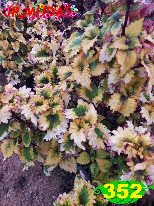 Coleus 352