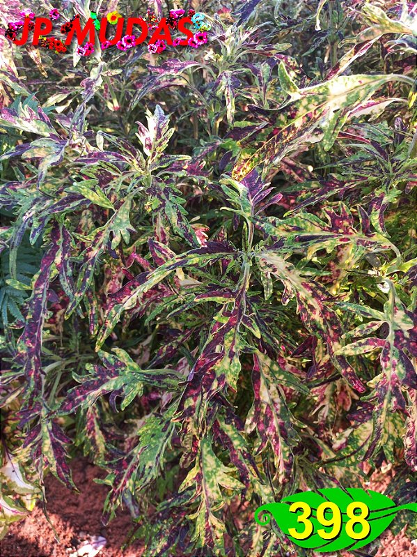 Coleus 398