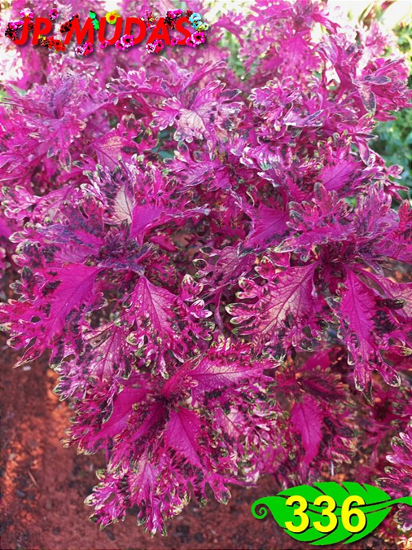 Coleus 336