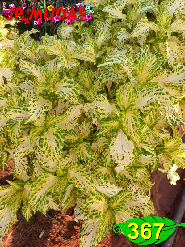 Coleus 367
