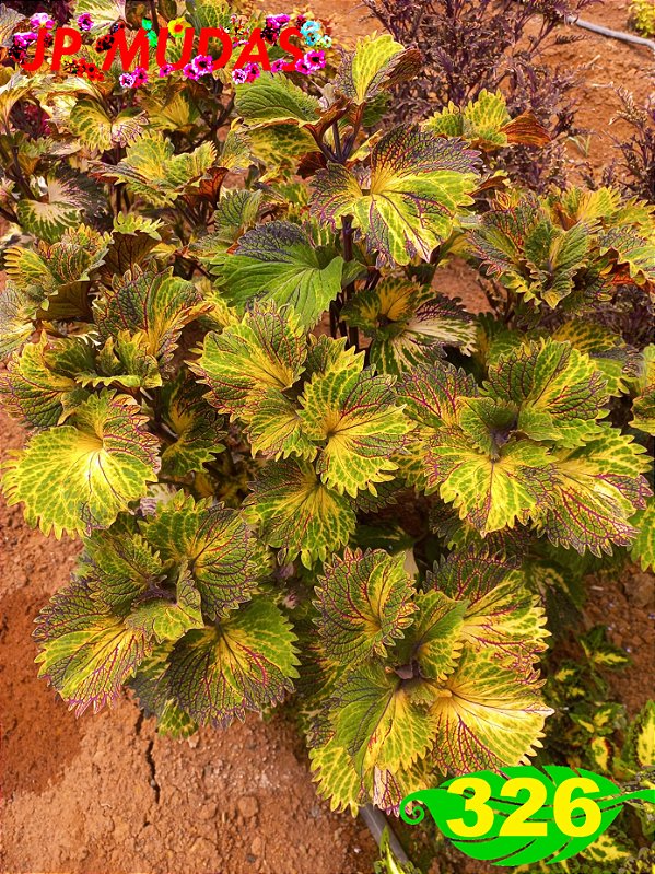 Coleus 326