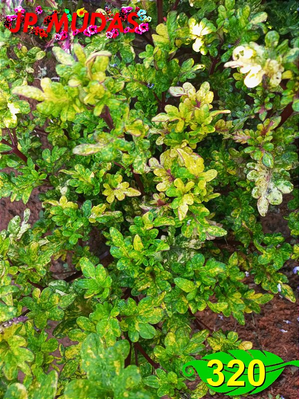 Coleus 320