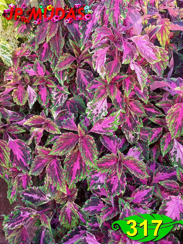 Coleus 317