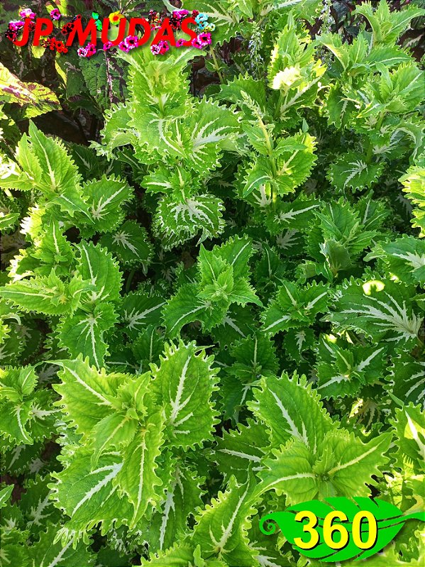 Coleus 360