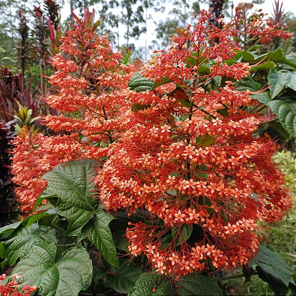 Kit 2 mudas de flor do pagode clerodendrun paniculatum
