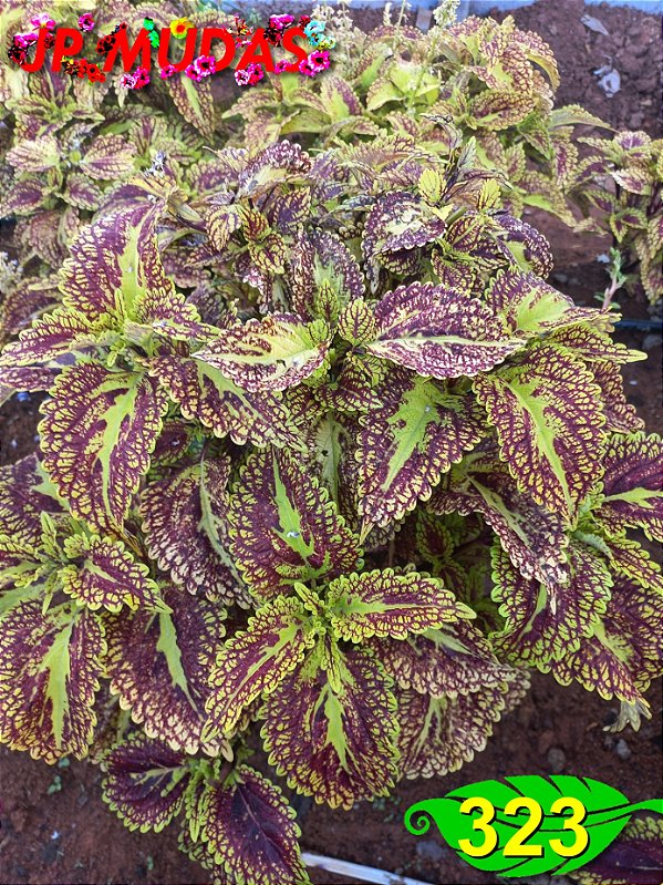 Coleus 323