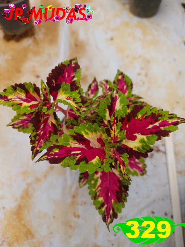 Coleus 329