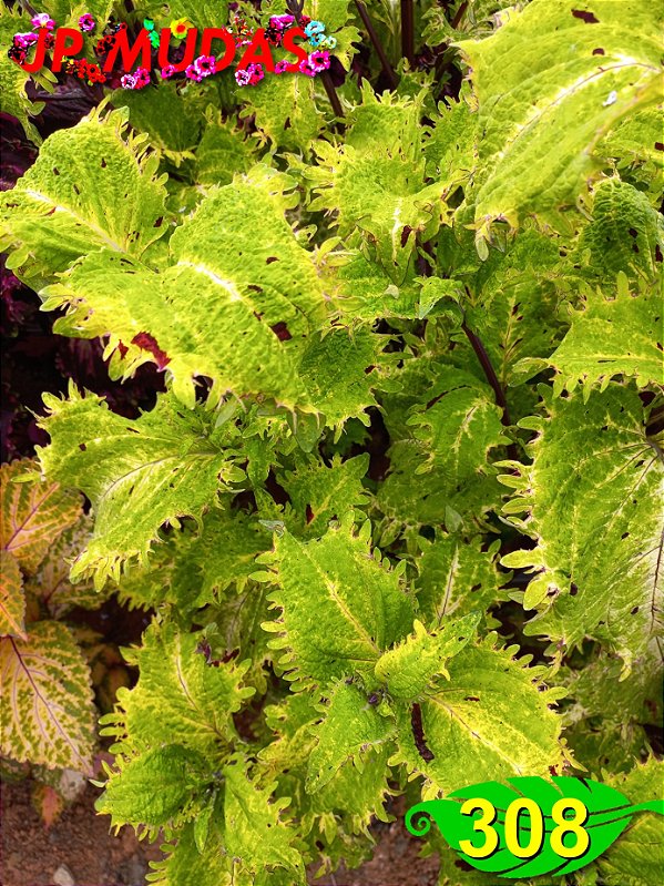 Coleus 308
