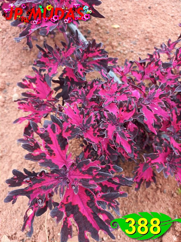 coleus 388