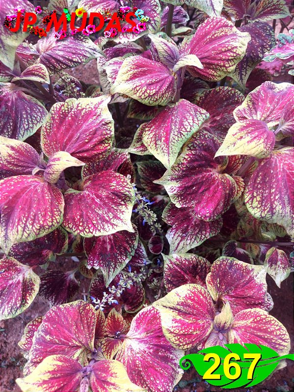 Coleus 267