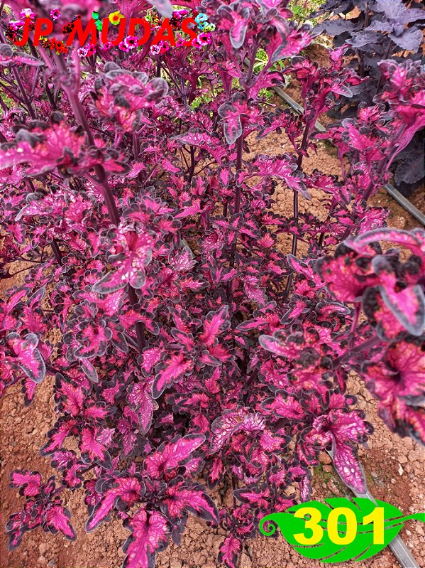 Coleus 301