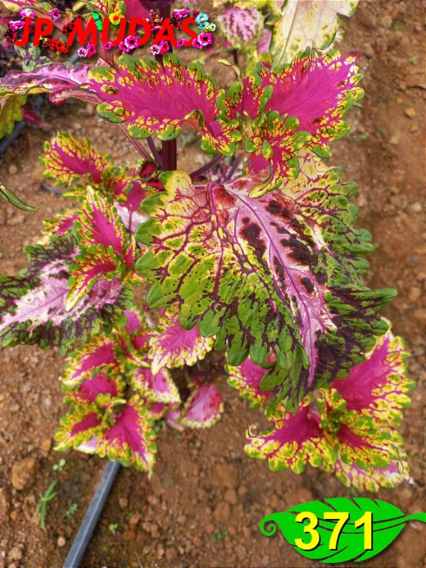 Coleus 371