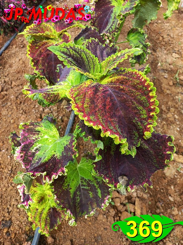 Coleus 369