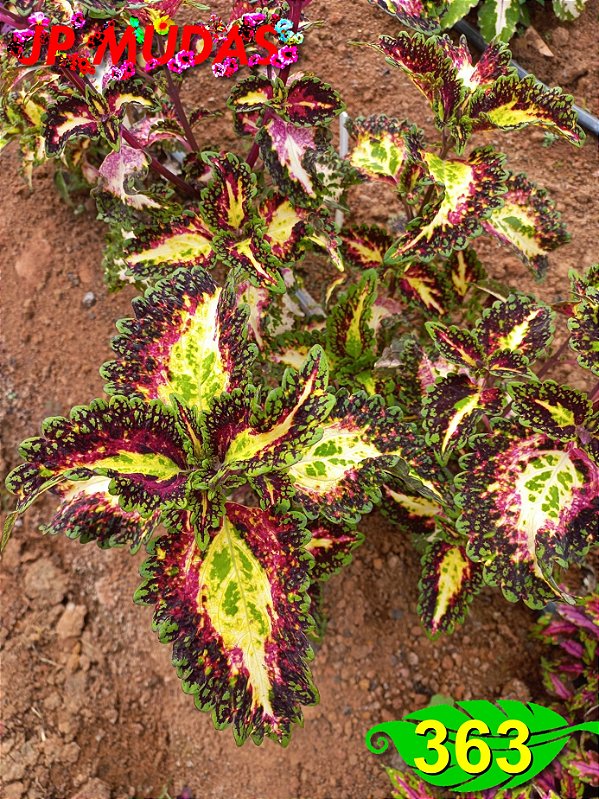 Coleus 363