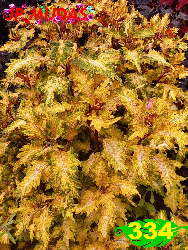 Coleus 334
