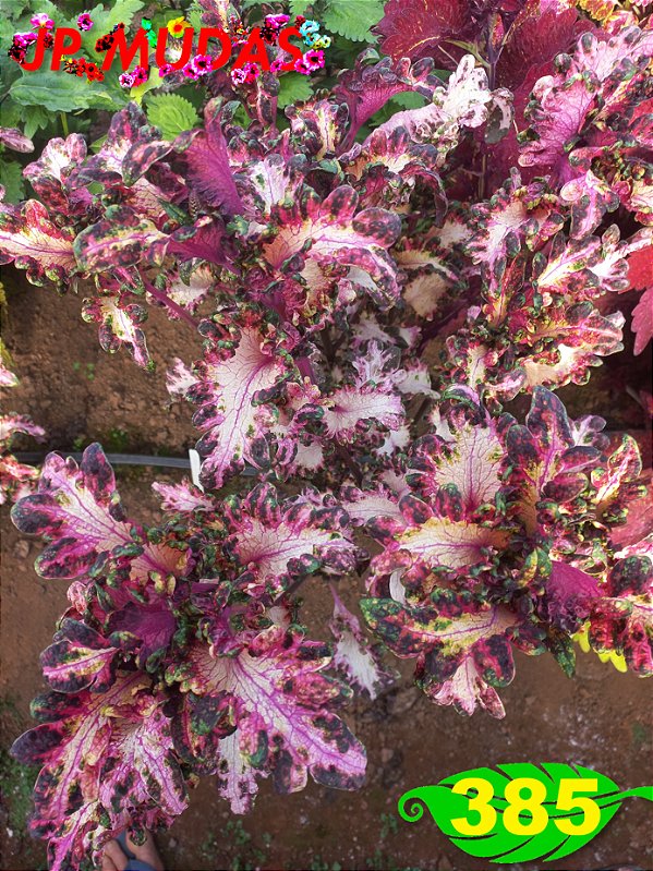 Coleus 385