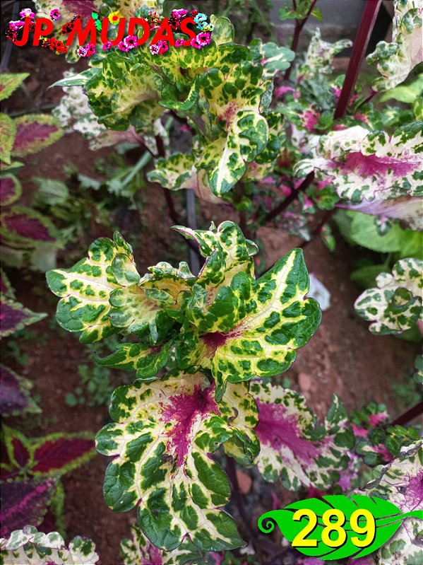 Coleus 289