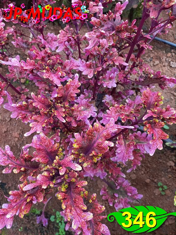 Coleus 346