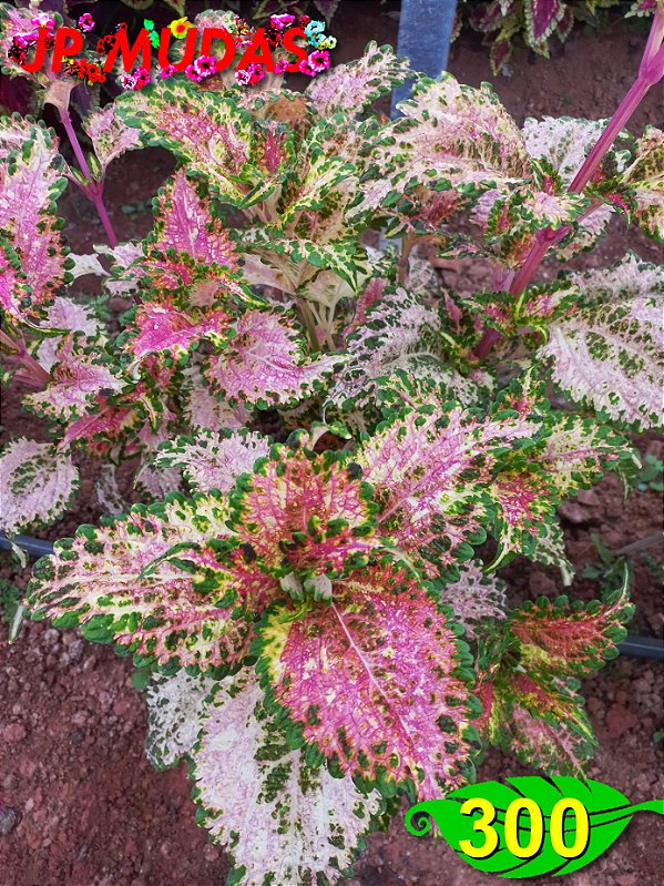 Coleus 300