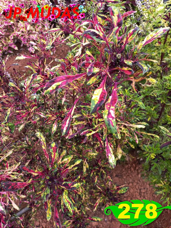Coleus 278