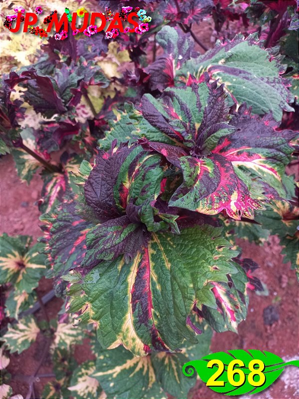 Coleus 268