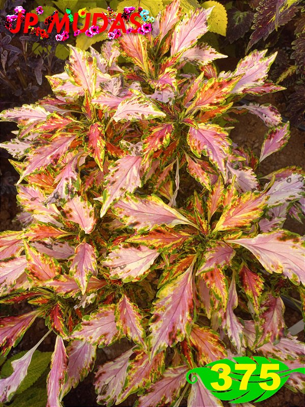 Coleus 375