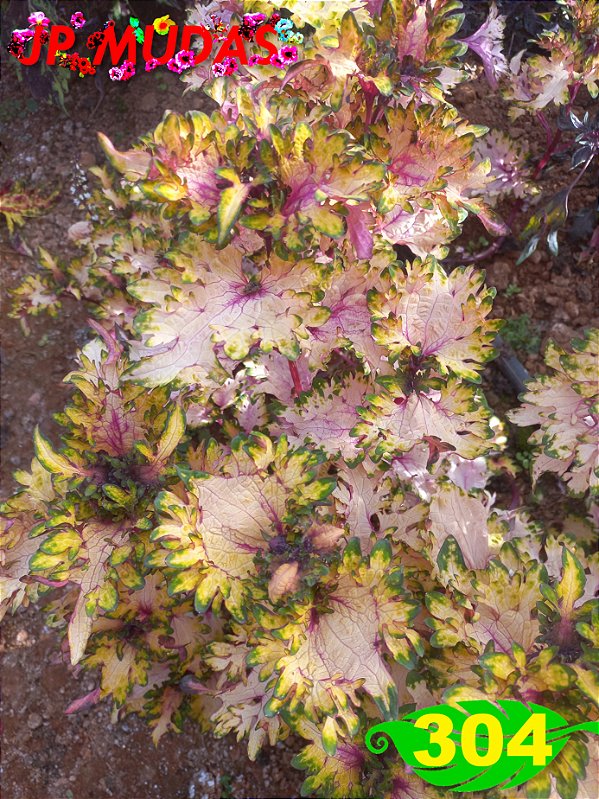 Coleus 304