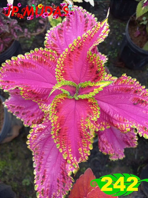 Coleus 242