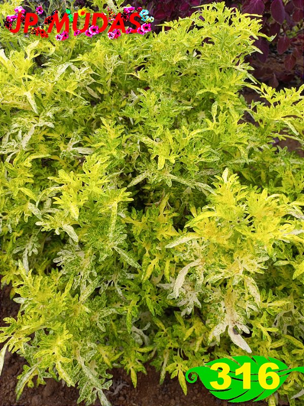 Coleus 316