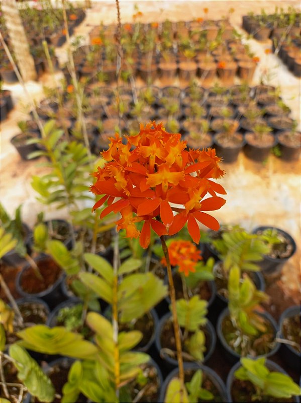 Kit epidendrun LARANJA com 5 mudas