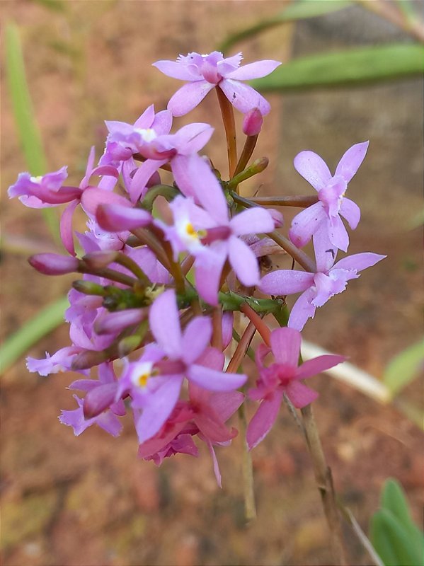 Kit epidendrun LILAS com 5 mudas